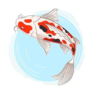 Koi Fish