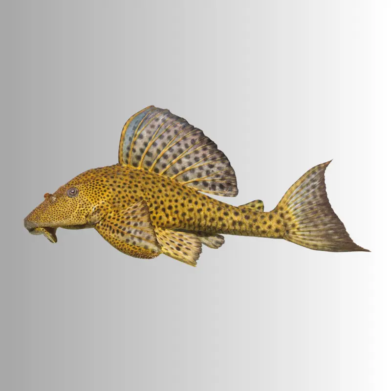 Sucker-mouth Catfish (White, Small)