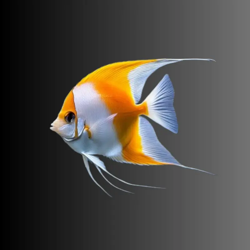 Assorted Angelfish (Small)